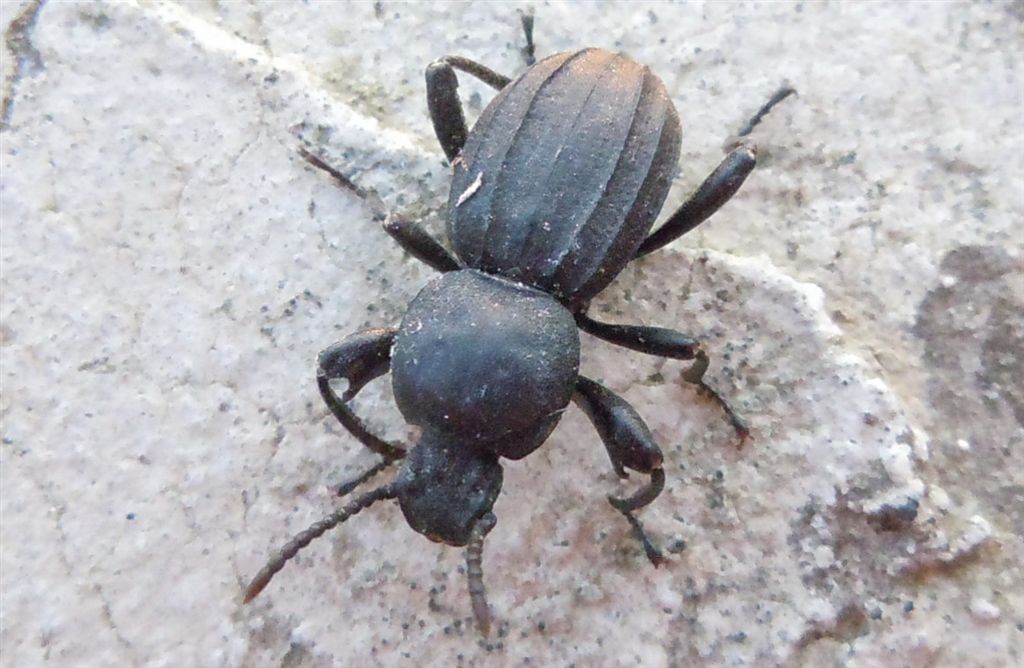 Scaurus striatus? S, Tenebrionidae